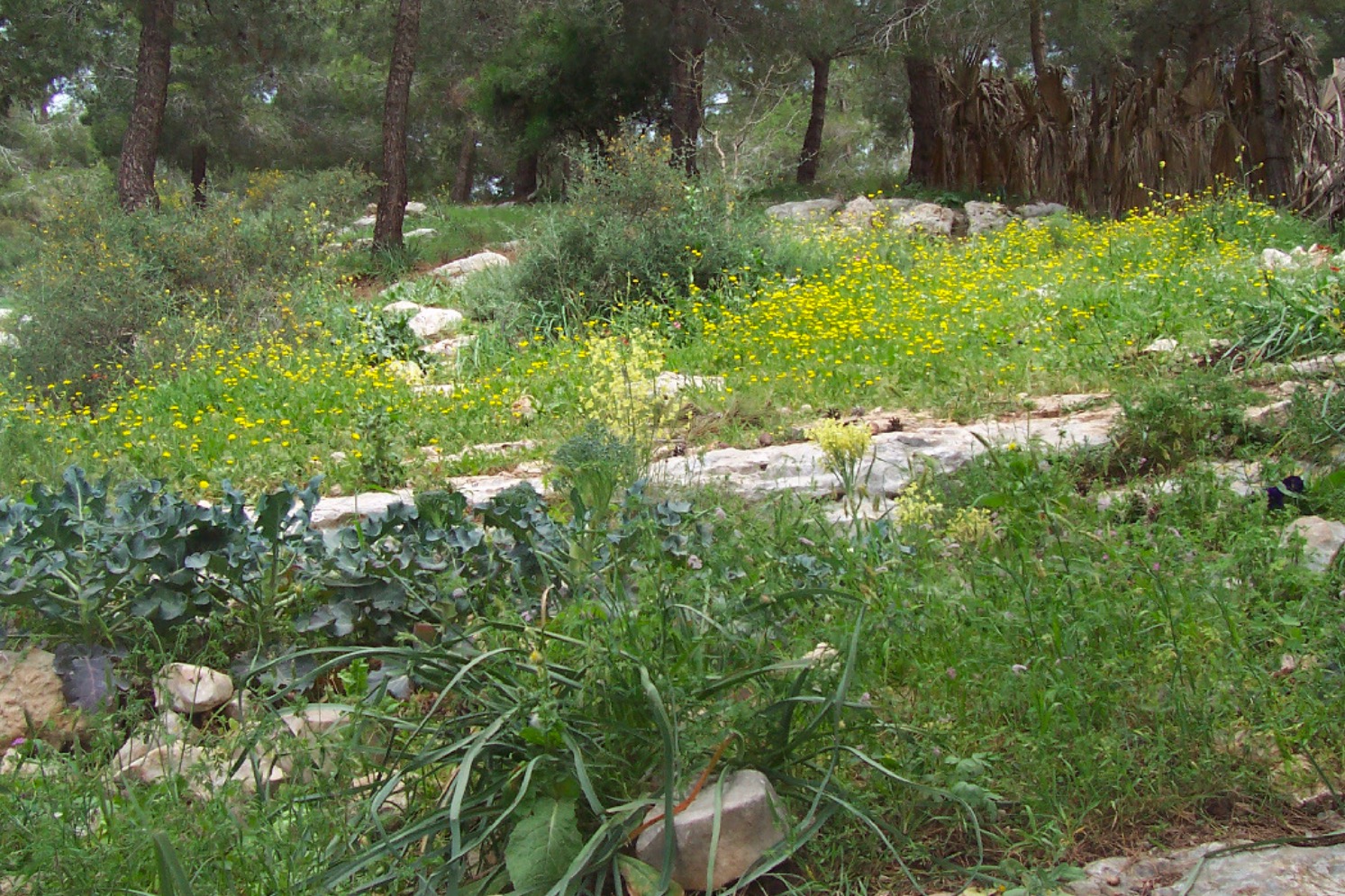 Sulha – ein orientalisches Friedensritual